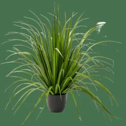 ALLIUM Herbe Ornementale Vert