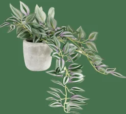 CALATHEA Plante Suspendue Gris, Vert, Mauve