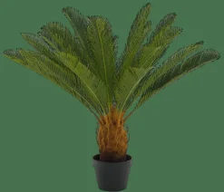 CYCAS Palmier Vert