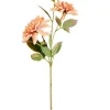 DAHLIA Tige De Fleurs Pêche