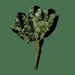 EUCALYPTUS Branche D'eucalyptus Vert