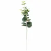 EUCALYPTUS Couronne Vert