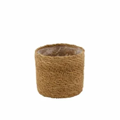 HERBA Herbe En Pot Vert