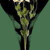 INDI Tige De Fleurs Crème