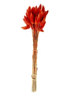 LAGURUS Lagure Ovale Naturel