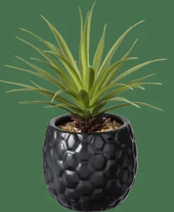 PINA Plante D'ananas En Pot Noir