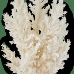 PLUME Tige Blanc Cassé